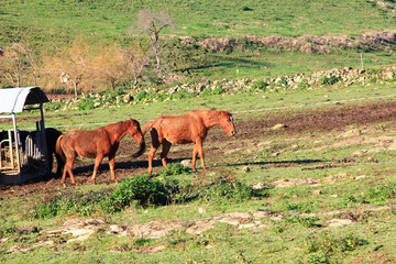 Group of horses eating in a covered feeder