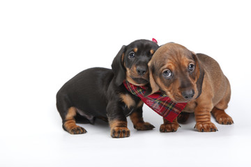 Dachshund