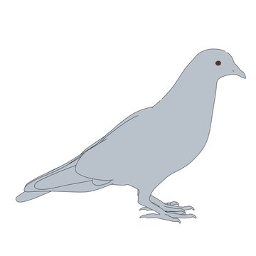 cartoon image of pigeon bird