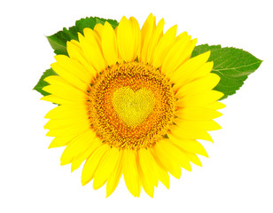 Obraz premium Sunflower