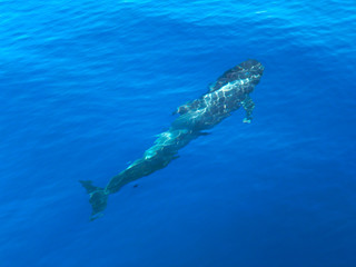 mammifere marin tenerife