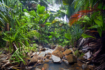 Krajobraz Dżungli - obrazy, fototapety, plakaty