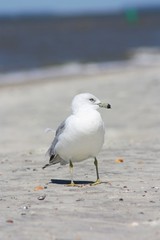 American Herring Gull on a Secluded Beach