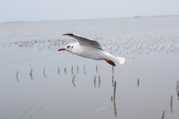 seagull