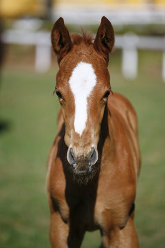 Head shot of a two weeks old thoroughbred foal