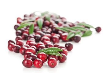Cranberry