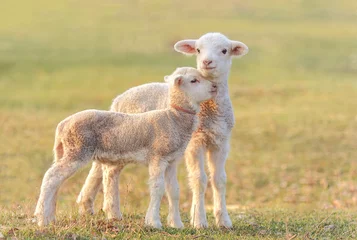 Photo sur Aluminium Moutons Deux petits agneaux à la ferme écologique, de Tulcea, Roumanie.