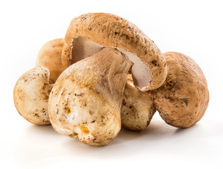 Three porcini mushroom. Cep on white