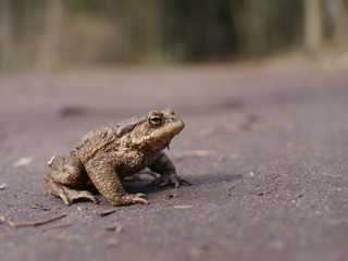 sitting brown toad