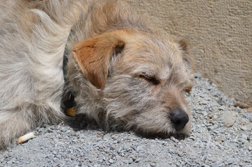 Porträt eines schlafenden Hundes