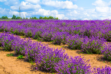 Naklejka premium Lavender field