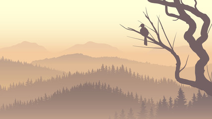 Obraz premium Wild coniferous wood in morning fog.