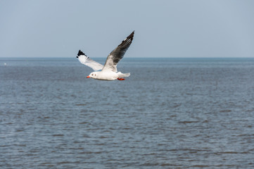 Seagull fly
