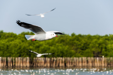 Seagull fly