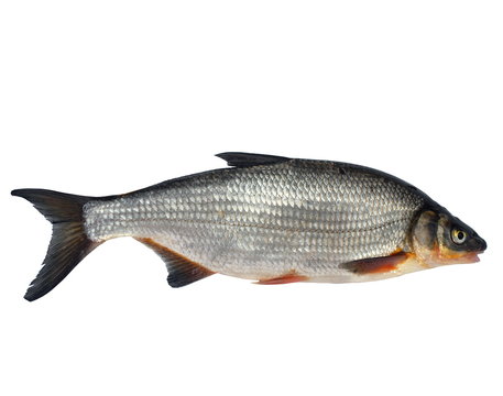 wild fish chondrostoma nasus