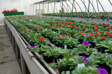 great greenhouse for the cultivation of flowers in a warehouse