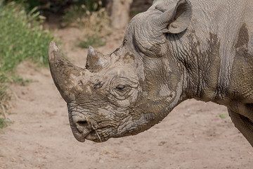 Fototapeta premium muddy rhino portrait 9013