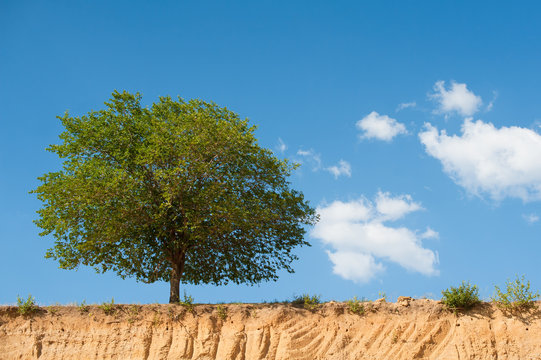 green tree on edge of sand pit
