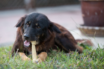 dog with Rawhide bone in its mouth