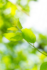 Fototapeta na wymiar Fresh leafs in the spring morning