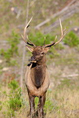Young Bull Elk Head On