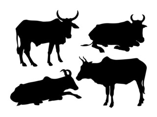Cows-vector