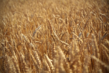 Wheat field