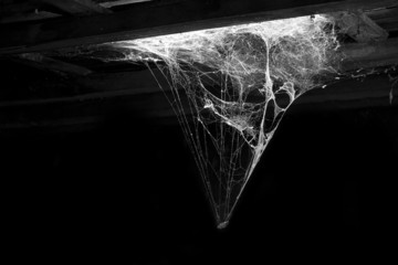 cobweb and dust