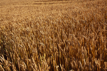 Golden grain field