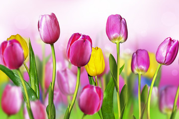 Fototapeta premium flowers tulips