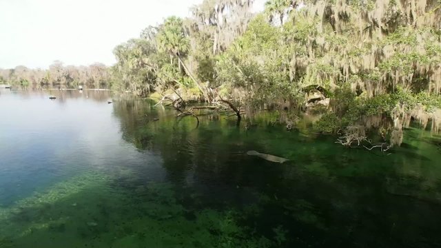 Manatee, Seek&uuml;he Florida