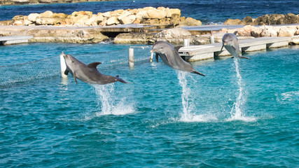 Dolphins jumping and spinning in the Caribbean Ocean