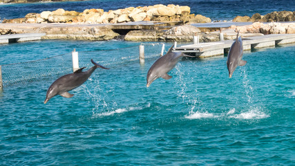 Dolphins jumping and spinning in the Caribbean Ocean