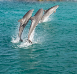Obraz premium Dolphins jumping and spinning in the Caribbean Ocean