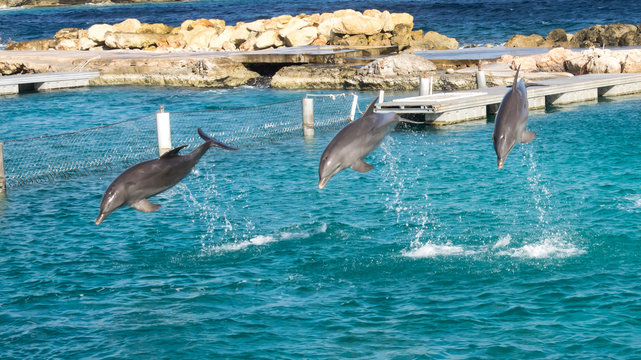 Dolphins jumping and spinning in the Caribbean Ocean