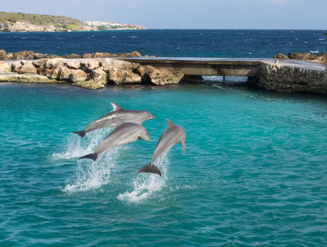 Dolphins jumping and spinning in the Caribbean Ocean