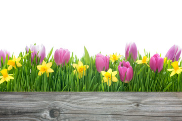 spring tulips and daffodils