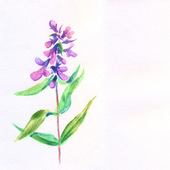 Fototapeta na wymiar Lilac flower. Watercolor floral illustration.