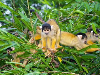 Group of yellow squirrel monkeys