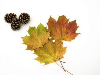 feuille automne
