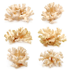Collection of coral