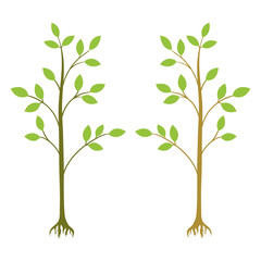 two young trees vector