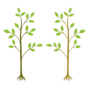 two young trees vector