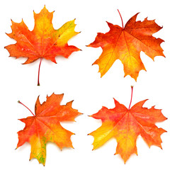 Obraz premium Collection of autumn leaf
