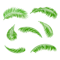 Naklejka premium Palm leaves