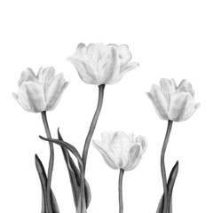 Watercolor illustration of a beautiful white tulip flowers