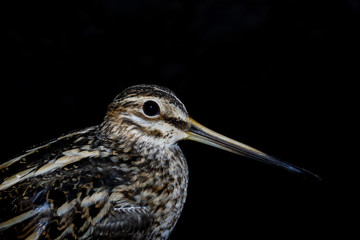 Agachadiza Común, Gallinago gallinago