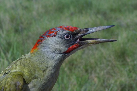 Pito real, Picus viridis
