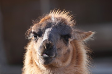 spitting llama head