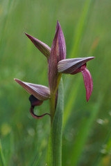 Orquídea, Serapías en lengua, Serapias lingua